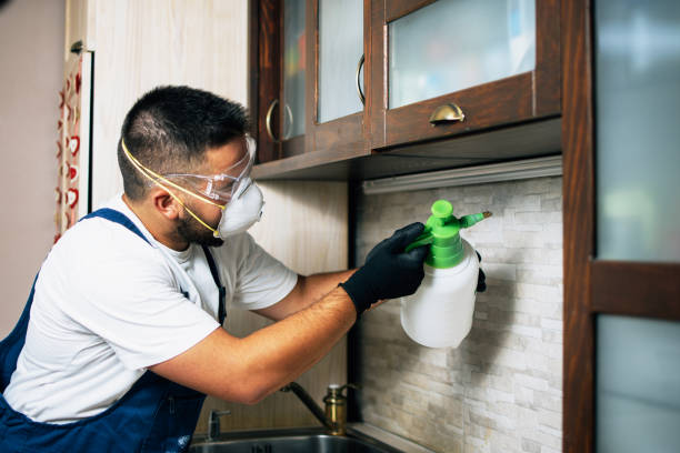 Best Wasp Removal Services  in Steep Falls, ME