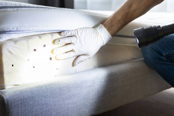 Best Emergency Pest Control  in Steep Falls, ME