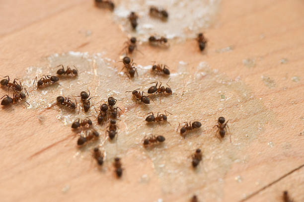 Best Mosquito Control Services  in Steep Falls, ME